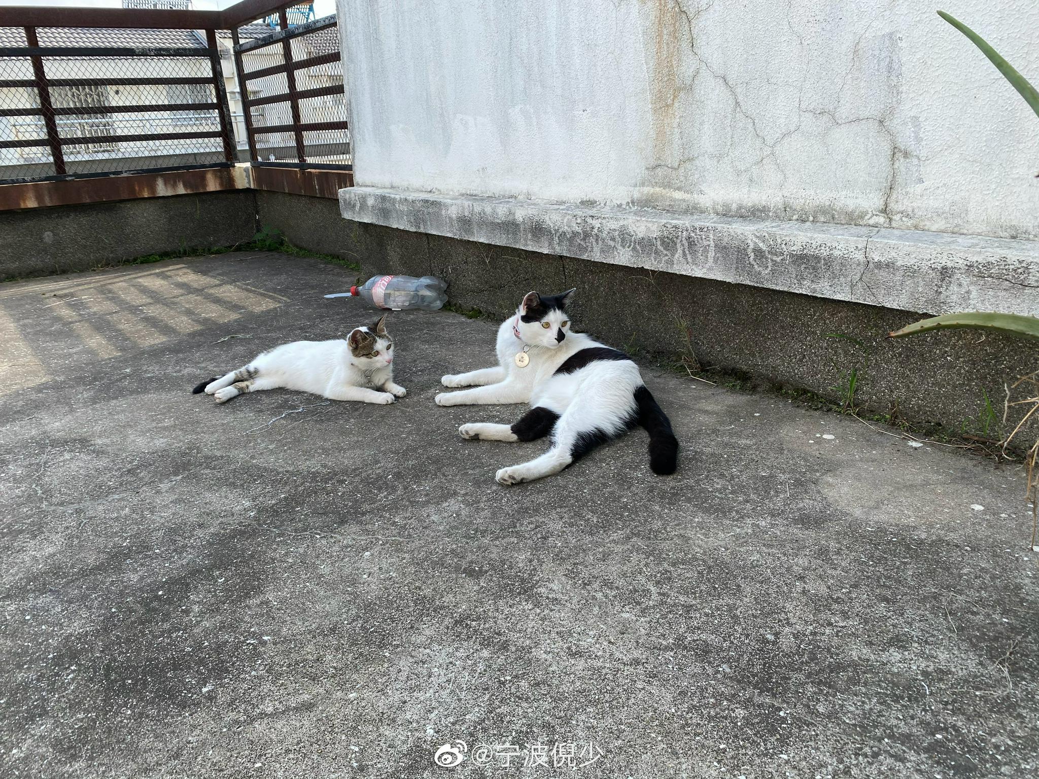 网友@旭哥的少女心 投稿：丢失时间2021.10.01 目前还未找到猫……休闲区蓝鸢梦想 - Www.slyday.coM