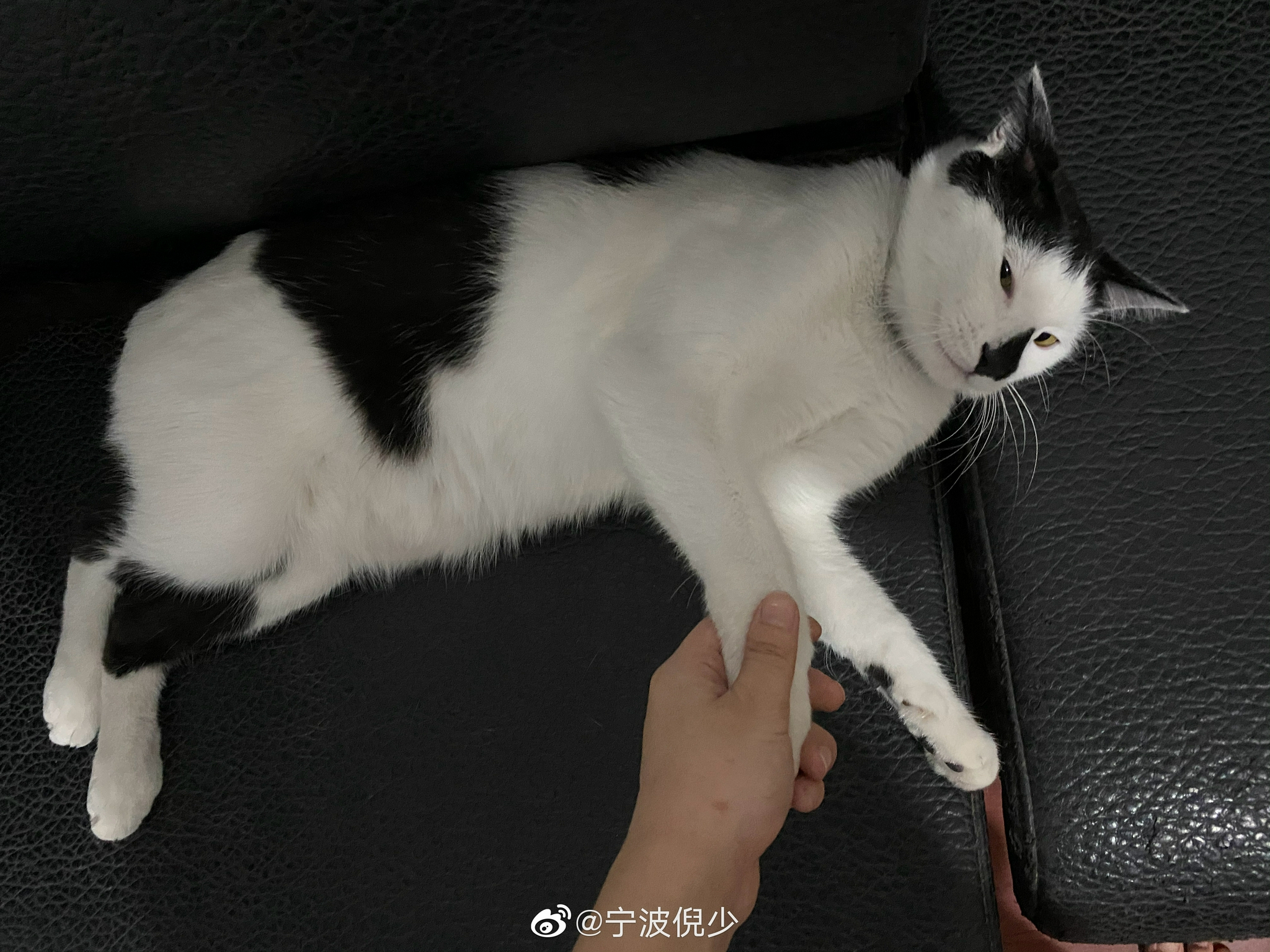 网友@旭哥的少女心 投稿：丢失时间2021.10.01 目前还未找到猫……休闲区蓝鸢梦想 - Www.slyday.coM