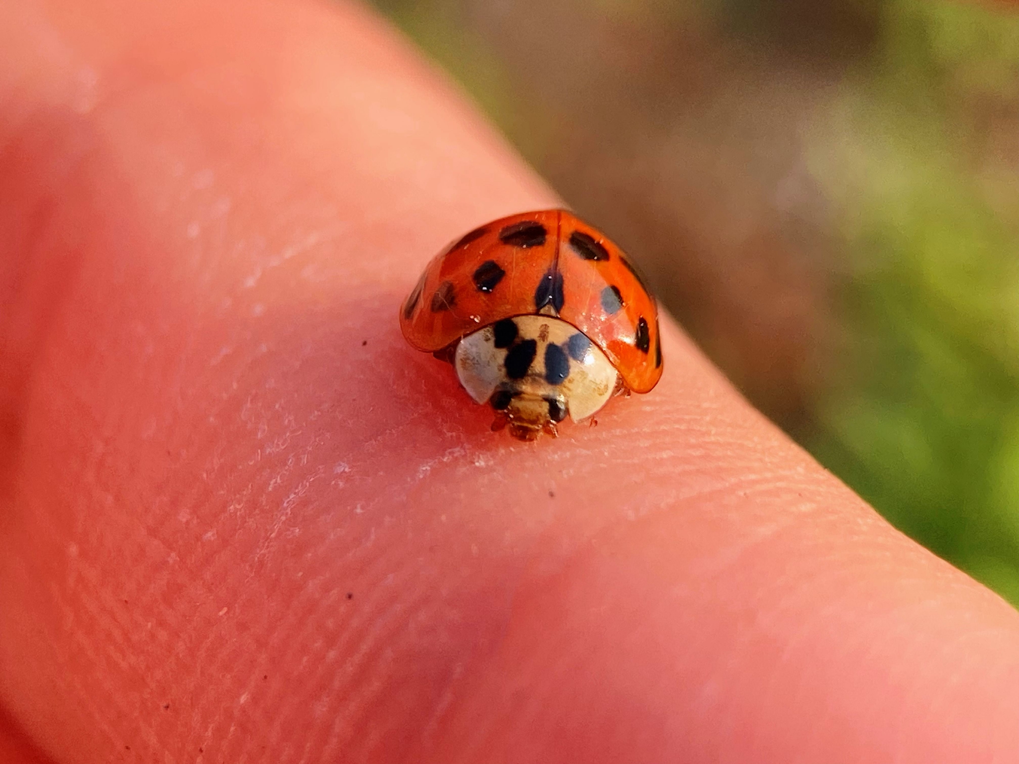 十八星瓢虫从表情的角度上来讲我也是很欣赏它了