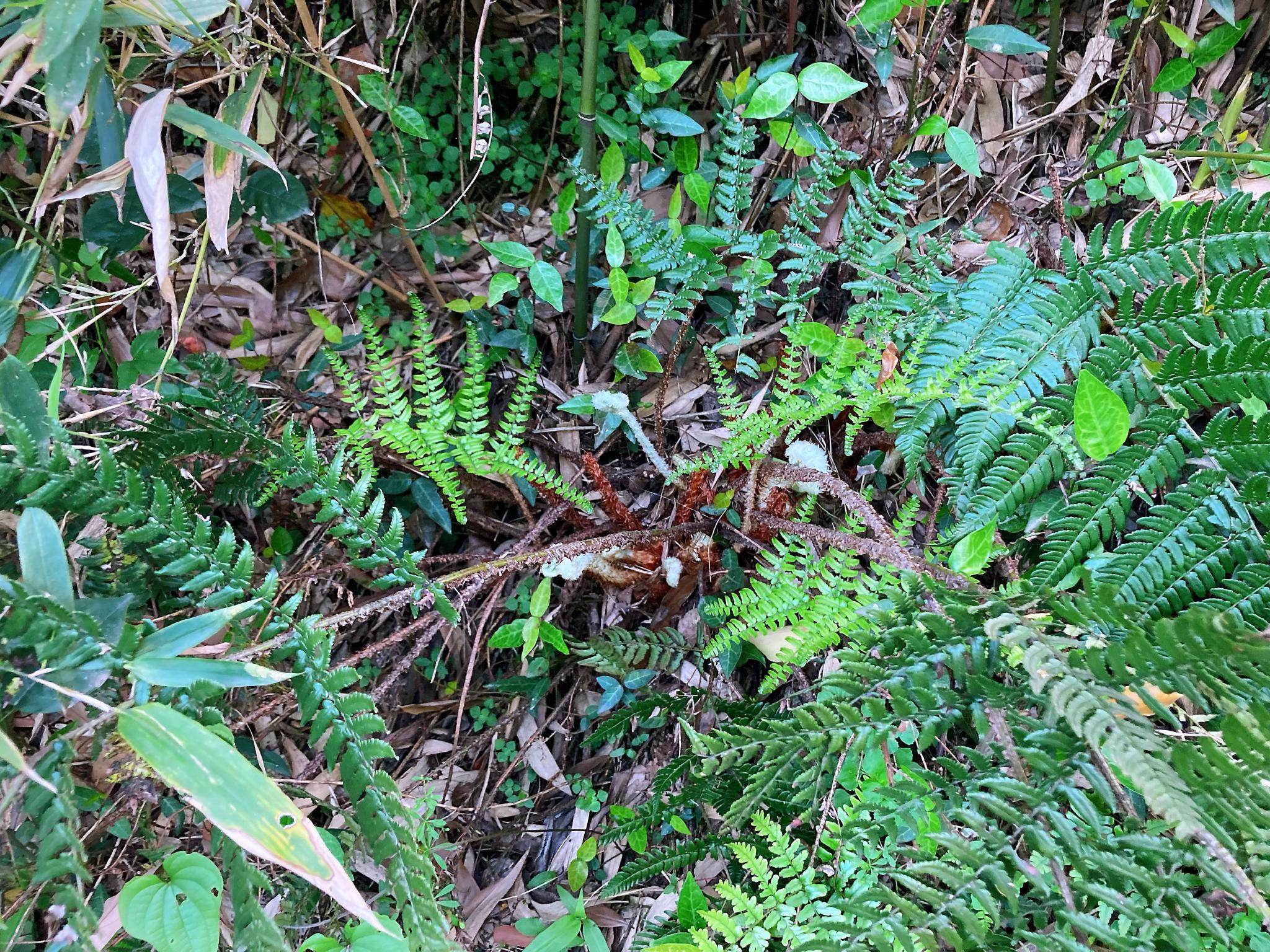 鳞毛蕨dryopteris sp