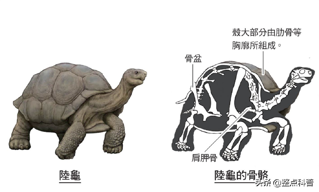 进化论的终极bug：乌龟，如何成为科学家们的“噩梦”？