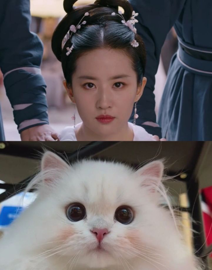 刘亦菲的猫煤球图片