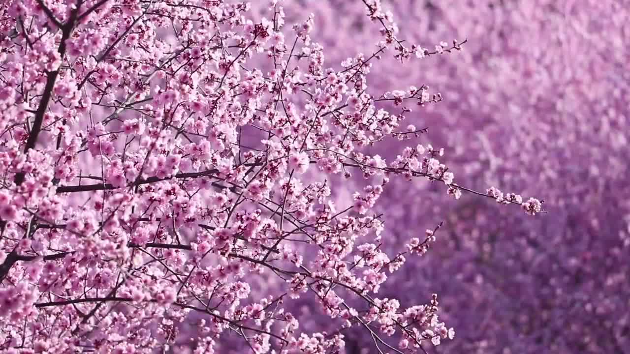 视频 三月芳菲看不尽花开正艳美人梅