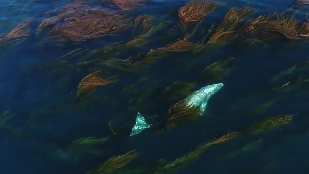 海洋 恐怖 症 海洋恐怖症って知ってる 海に恐怖を感じる理由と水中の怖い画像10選
