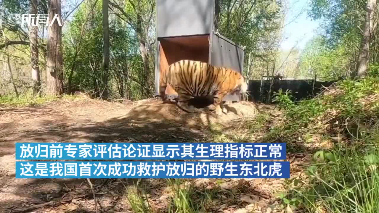 "完达山一号"放归时观望片刻撒腿跑了,还戴了根"项链"