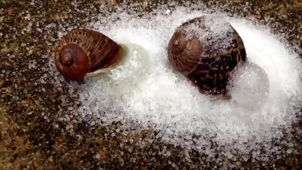 蜗牛遇到盐,为什么会"滋啦"一声化成水?