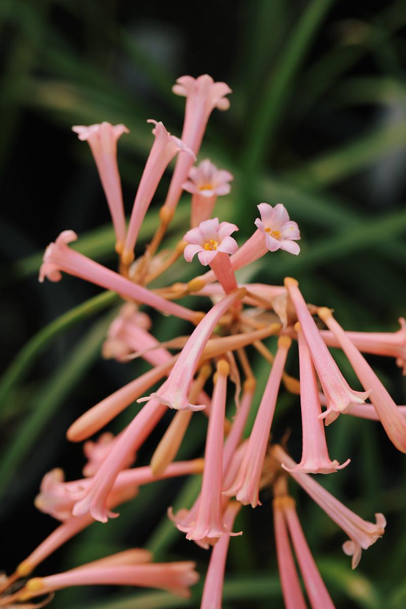 垂筒花花朵优美开花正当时养护过程注意这几个方面