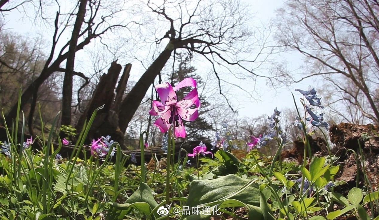 辉南龙湾——七色山花谷,一朵花的穿越_高清图集_新浪网