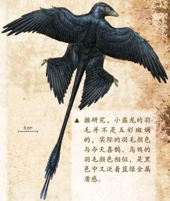 没有四翼鸟,却有四翼龙!这种恐龙竟有4只翅膀,出土于辽宁