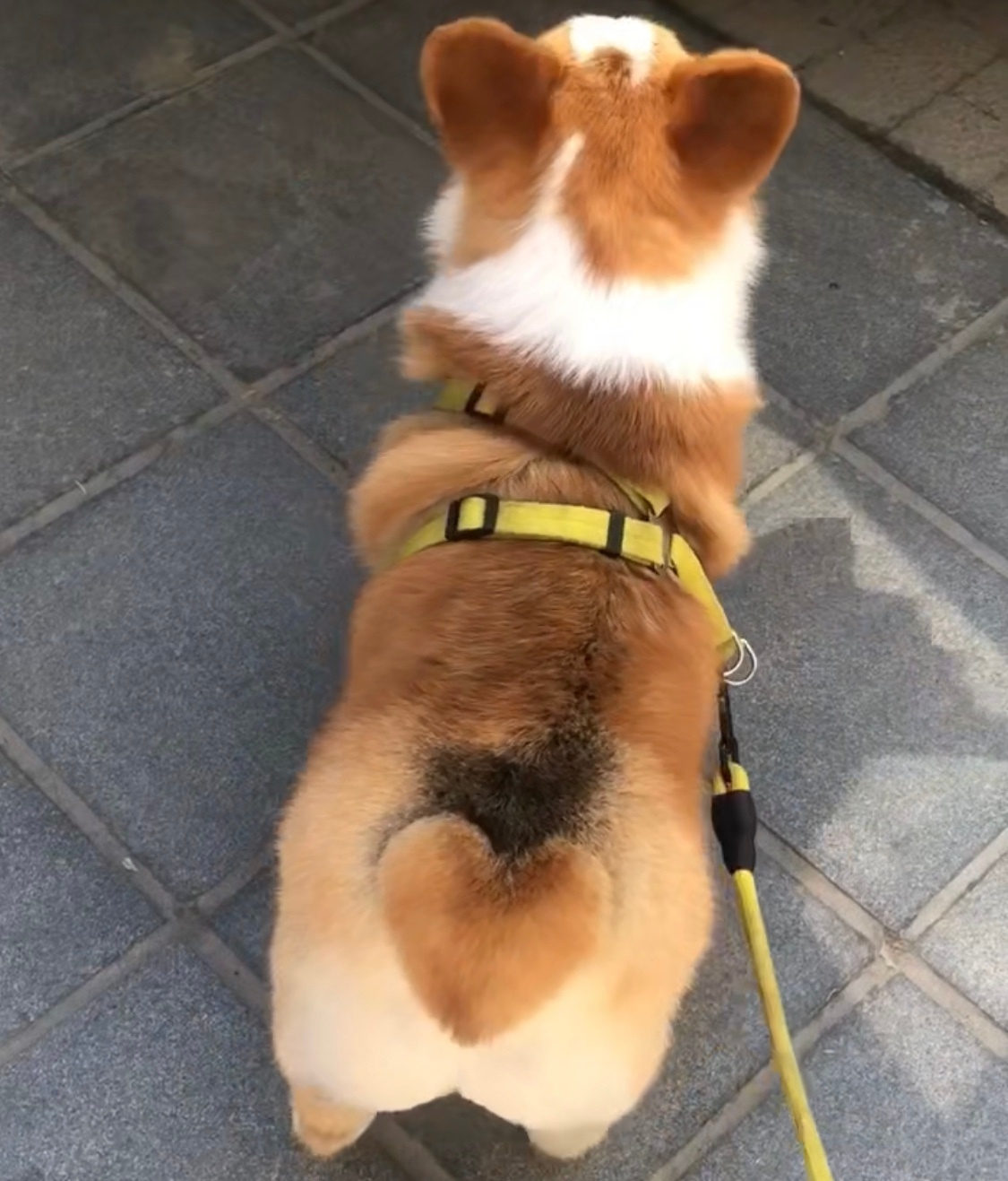 柯基宝贝的桃心pp