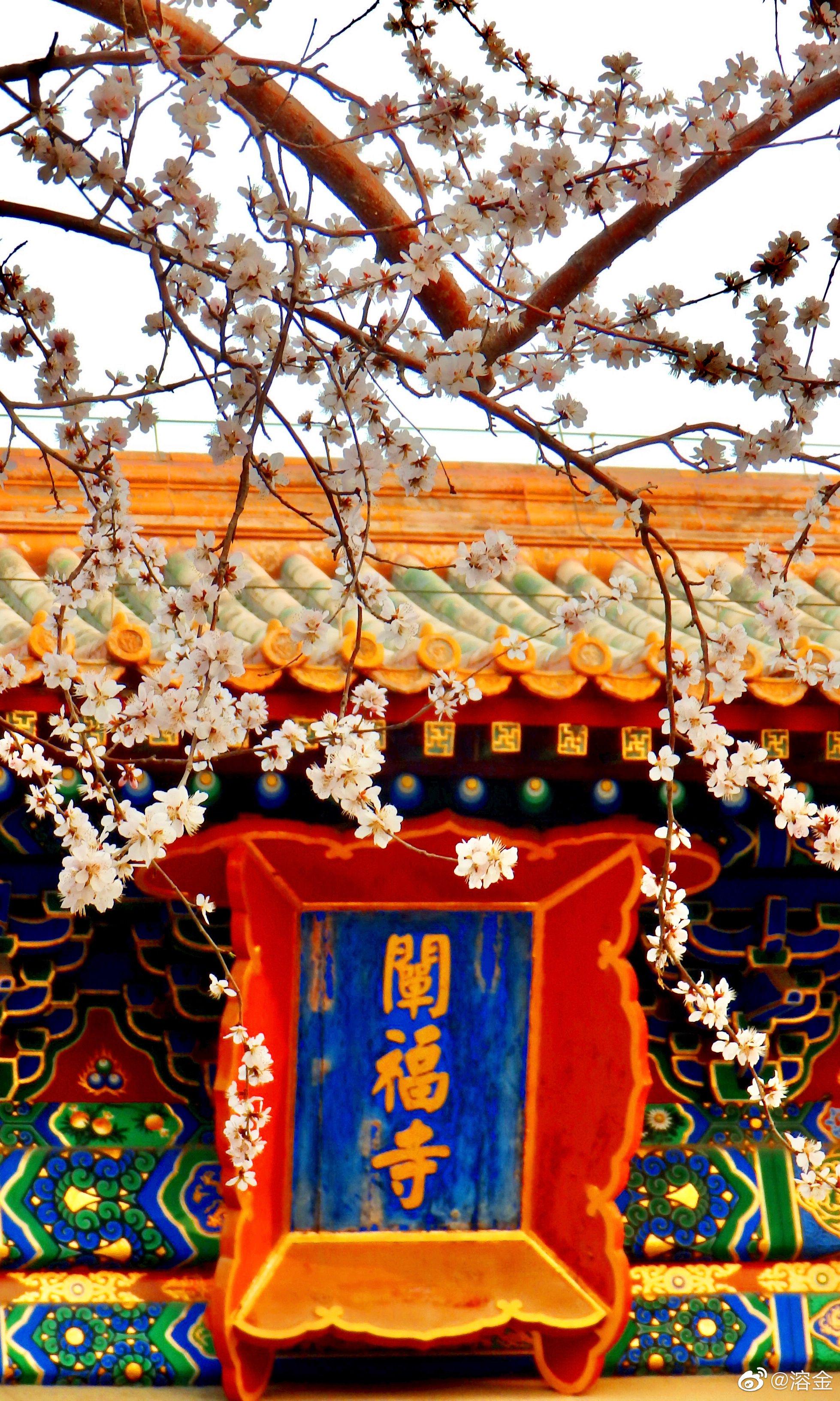 北京北海公园阐福寺 山桃花开