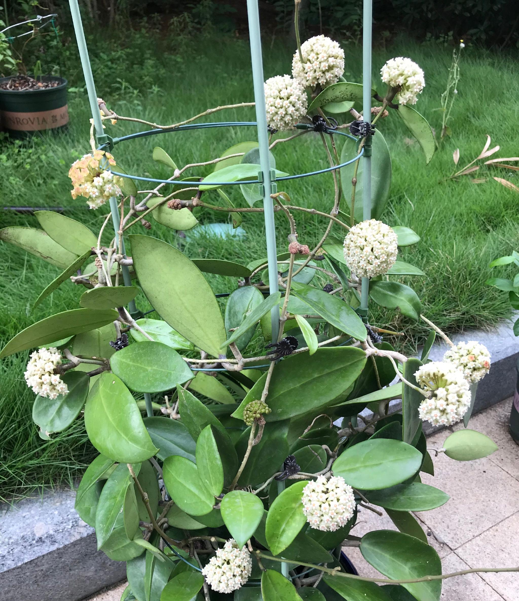 新手养球兰就选羊脂玉皮实好养又美又香而且开花勤奋