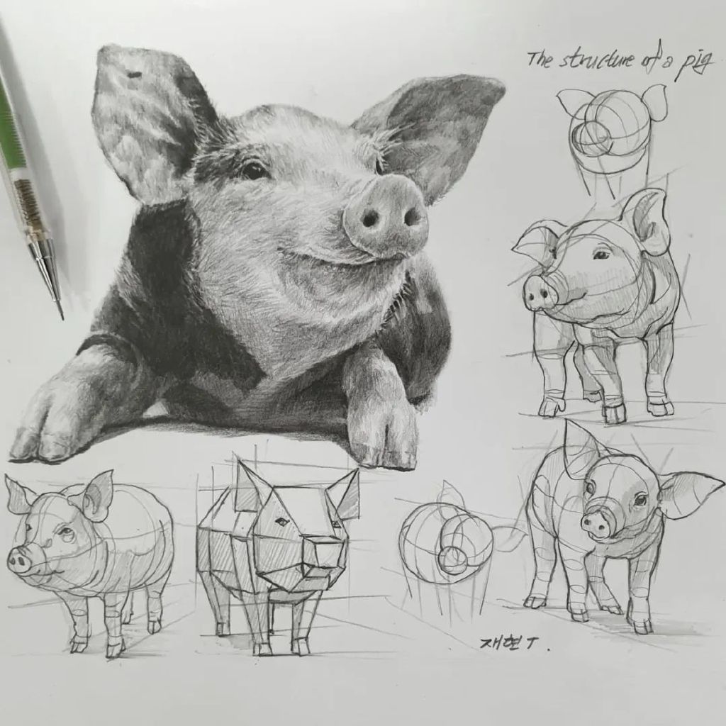 一看就会！宝藏级绘画教程，他用结构图教你画超写实动物素描|绘画|素描|超写实_新浪新闻