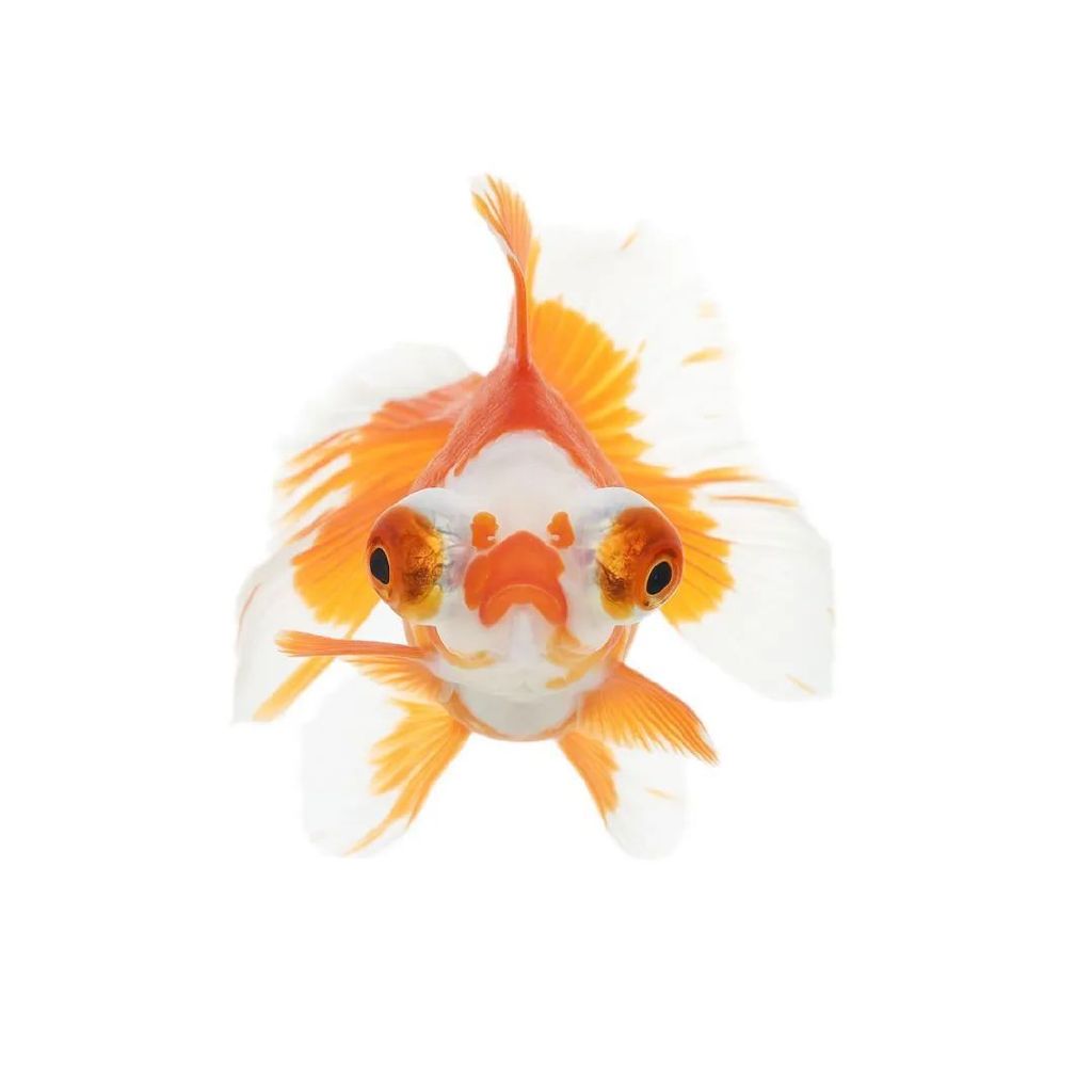 证件照拍不好看很容易解释,正面的照片很难体现出脸部的曲折线条,没有