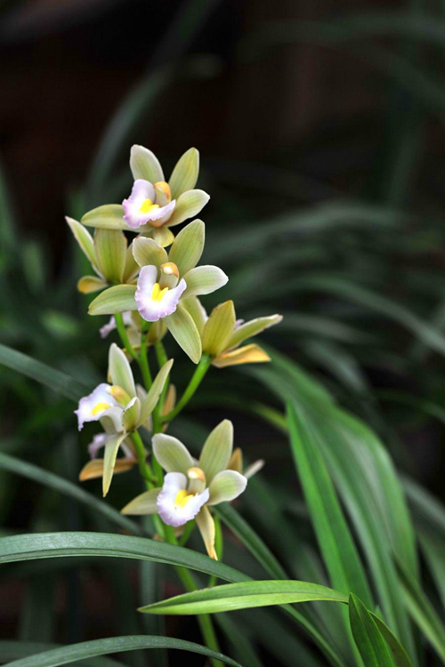 6种新手不要轻易尝试的植物,有需要特别注意的点,学一学!休闲区蓝鸢梦想 - Www.slyday.coM 6种新手不要轻易尝试的植物,有需要特别注意的点,学一学!休闲区蓝鸢梦想 - Www.slyday.coM
