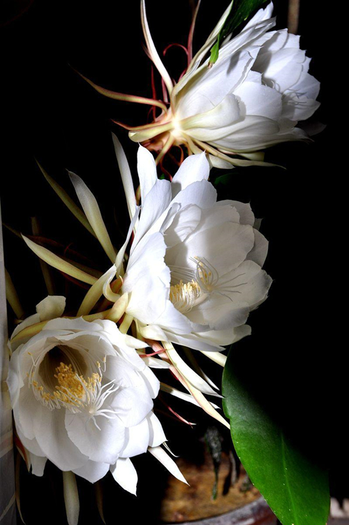 6种新手不要轻易尝试的植物,有需要特别注意的点,学一学!休闲区蓝鸢梦想 - Www.slyday.coM 6种新手不要轻易尝试的植物,有需要特别注意的点,学一学!休闲区蓝鸢梦想 - Www.slyday.coM