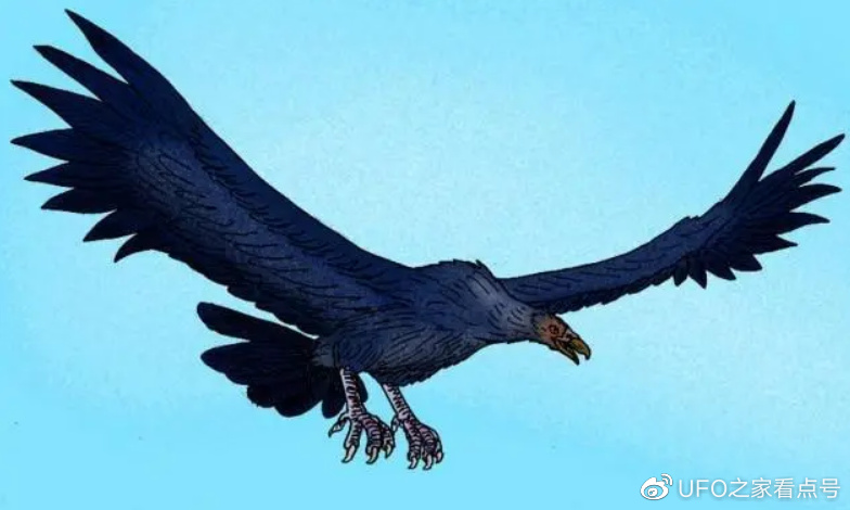 世界上最大的老鹰,身高超2米,可吃掉狮子,至今未发现其天敌