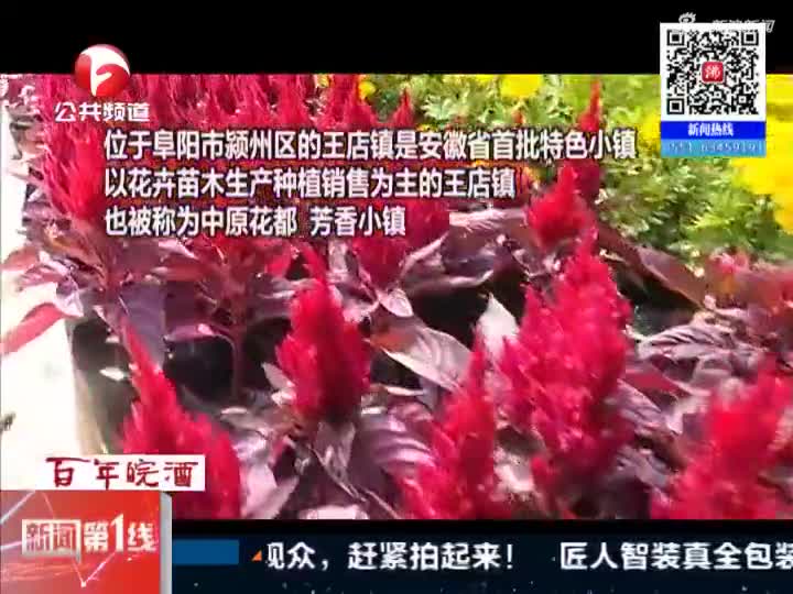 新闻第一线 阜阳 中原花都芳香小镇 新闻第一线 阜阳 中原花都芳香小镇