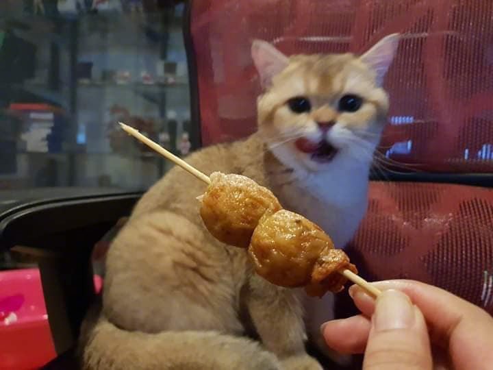猫咪看丸子一颗一颗被主人吃完,小表情笑喷了