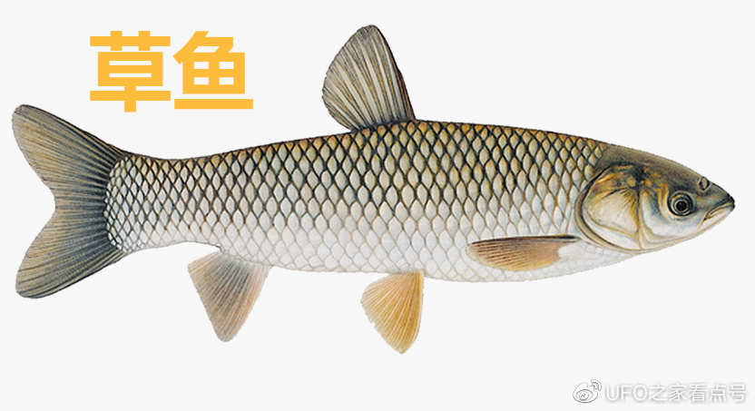 入侵我国最成功的物种？在南方水域繁衍40年，却会被人误认为草鱼__财经头条