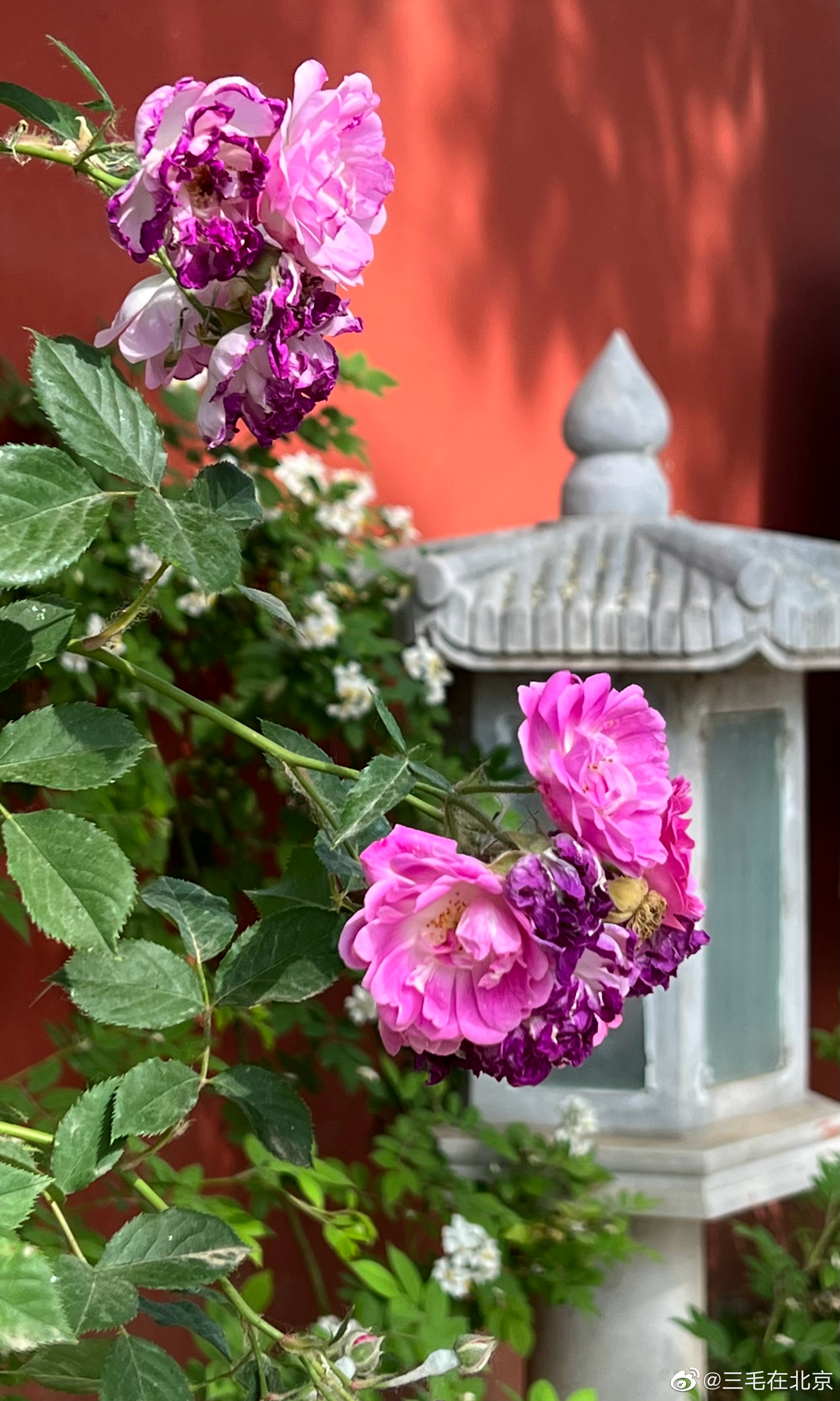 北京石刻艺术博物馆(五塔寺)蔷薇花开