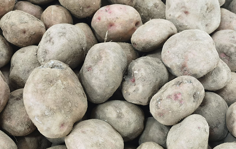 昆明东川李子沟开花洋芋迎丰收|种植|洋芋|农户_新浪新闻