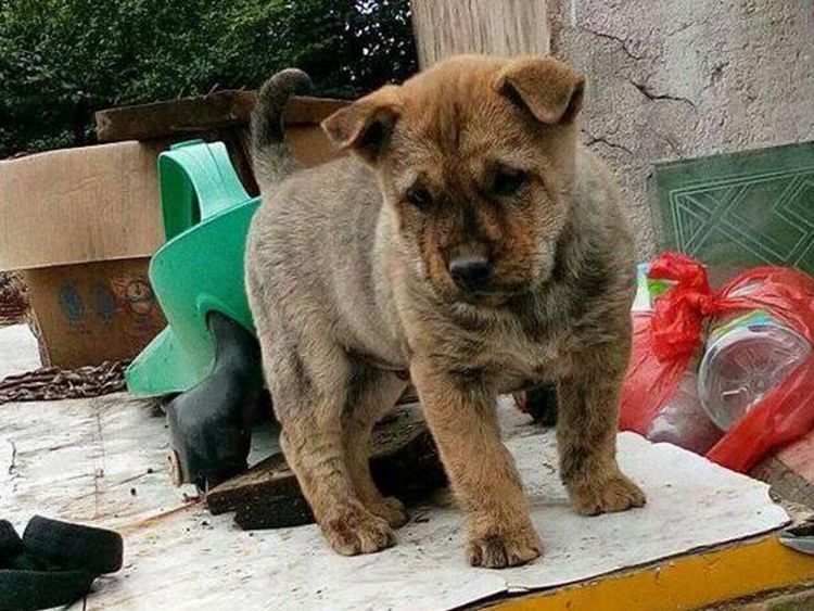 男子回农村街上见卖狗,低价买了只回家,朋友见了直呼赚翻!