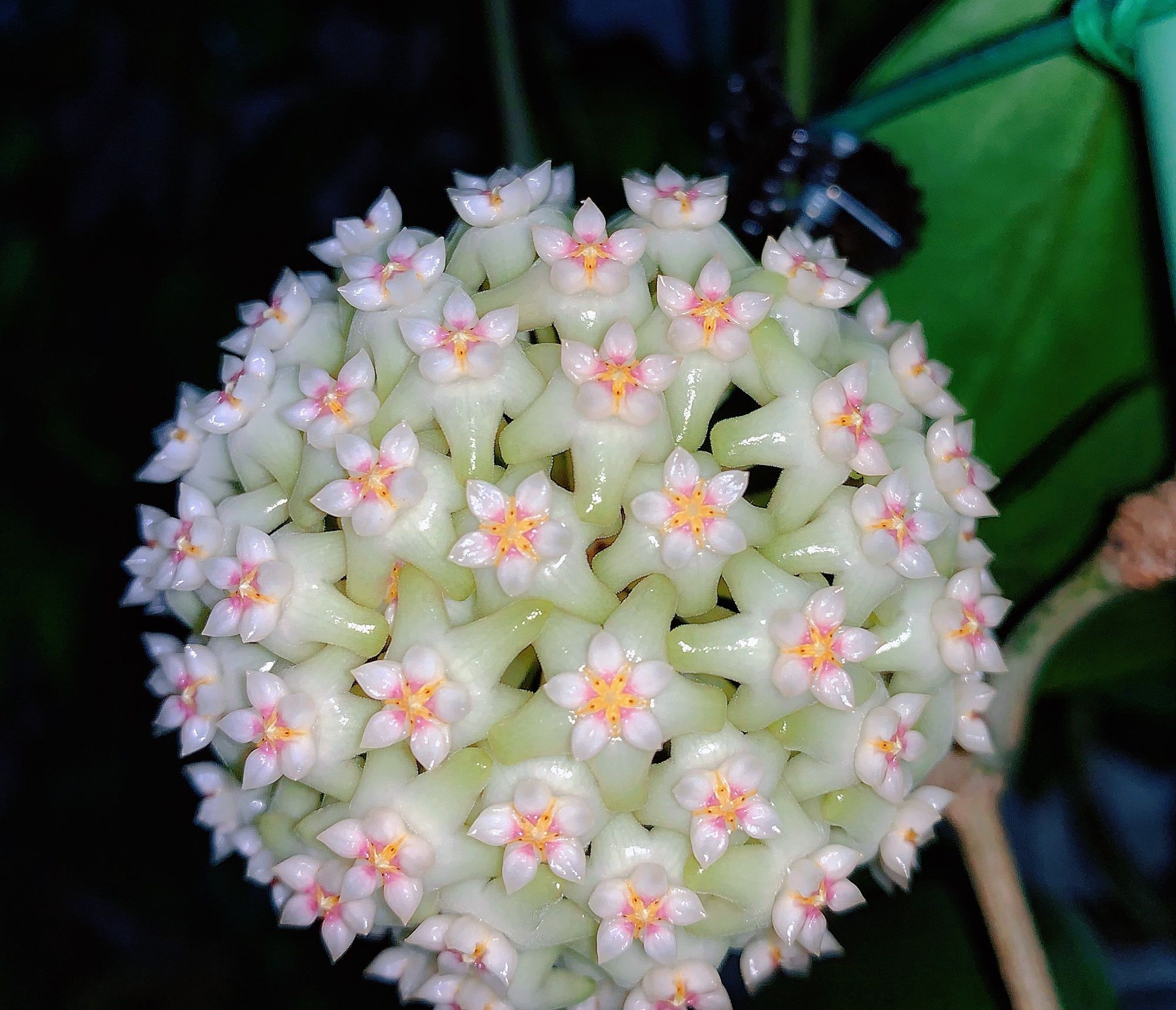新手养球兰就选羊脂玉皮实好养又美又香而且开花勤奋
