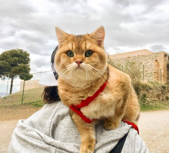 一只超火的小猫,喜欢趴在主人的肩膀一脸委屈!真是可爱极了
