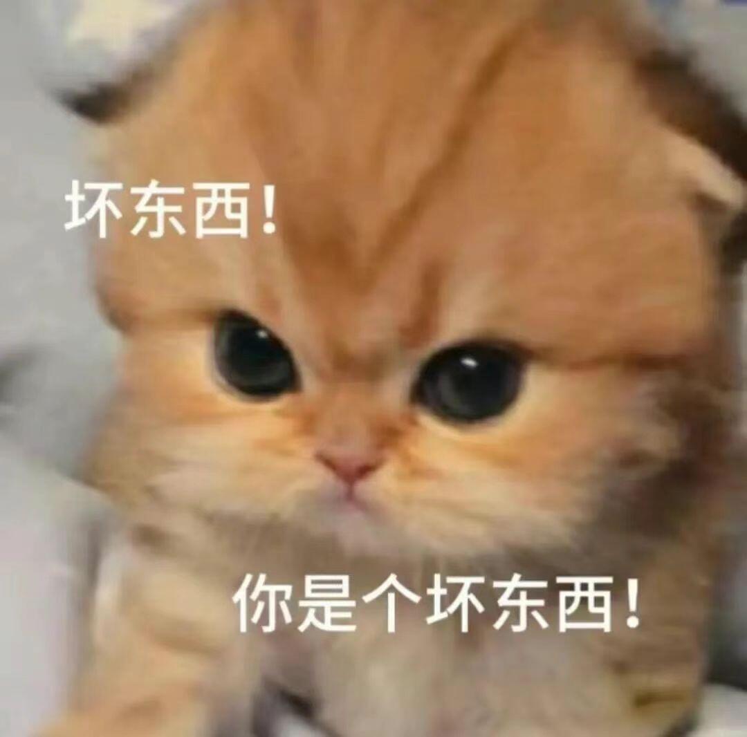 超可爱实用的猫猫表情包!