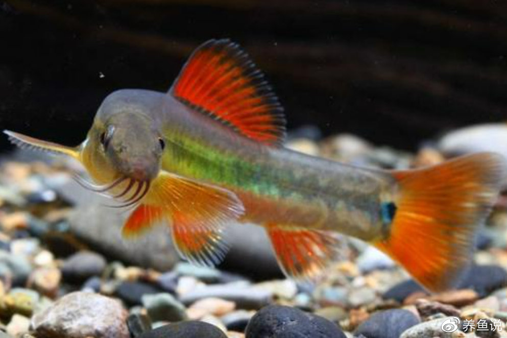 醒醒吧,增红饲料并不能让观赏鱼增红增艳,都不知道骗了多少人休闲区蓝鸢梦想 - Www.slyday.coM 醒醒吧,增红饲料并不能让观赏鱼增红增艳,都不知道骗了多少人休闲区蓝鸢梦想 - Www.slyday.coM