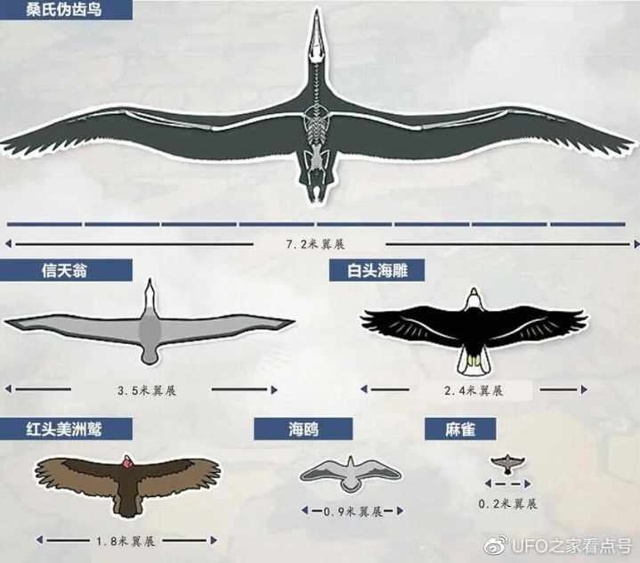 世界上最大的老鹰,身高超2米,可吃掉狮子,至今未发现其天敌|在空中|阿根廷巨鹰|老鹰|阿根廷|猎物|天敌|巨鹰|秃鹫|身体|体型|幼崽|科学家 ...