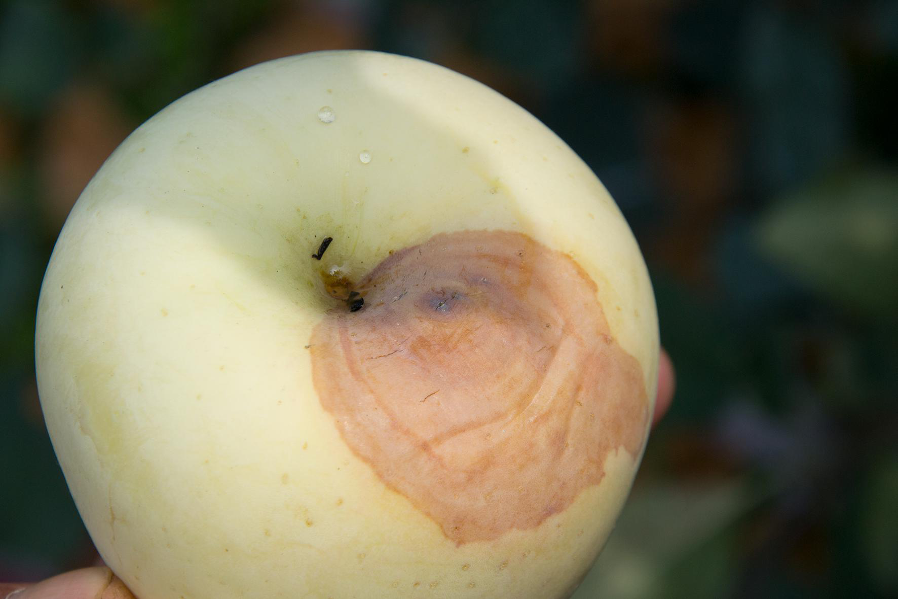 相对来说,今年的苹果腐烂情况是比较严重的,这主要还是和降雨有很大的