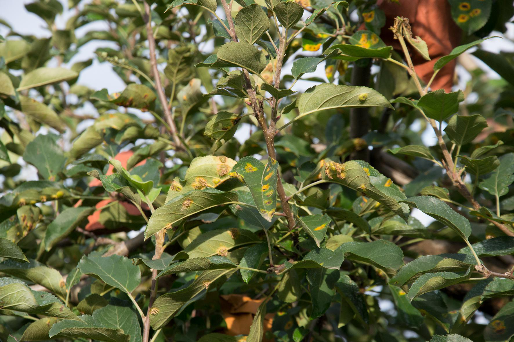 降雨多病害重往年经验不给力苹果树管理总结之病害篇