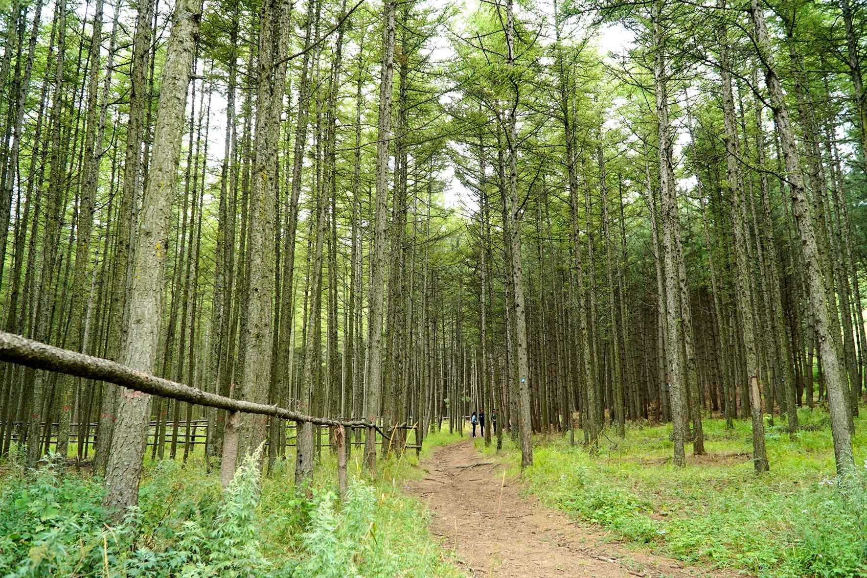 林场属于什么行政单位 内蒙古旅游有哪些值得打卡的必玩景点