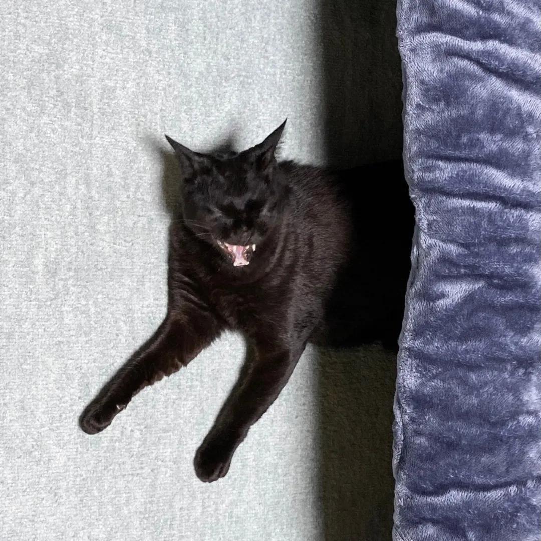 小黑猫打哈欠用力过猛,眼睛都被挤飞了哈哈哈!