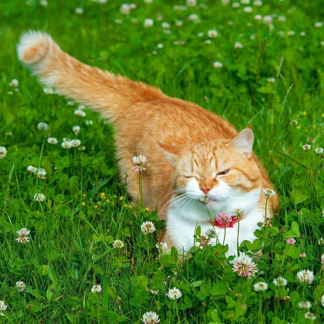 猫在草丛中-动物高清图片壁纸预览 | 10wallpaper.com