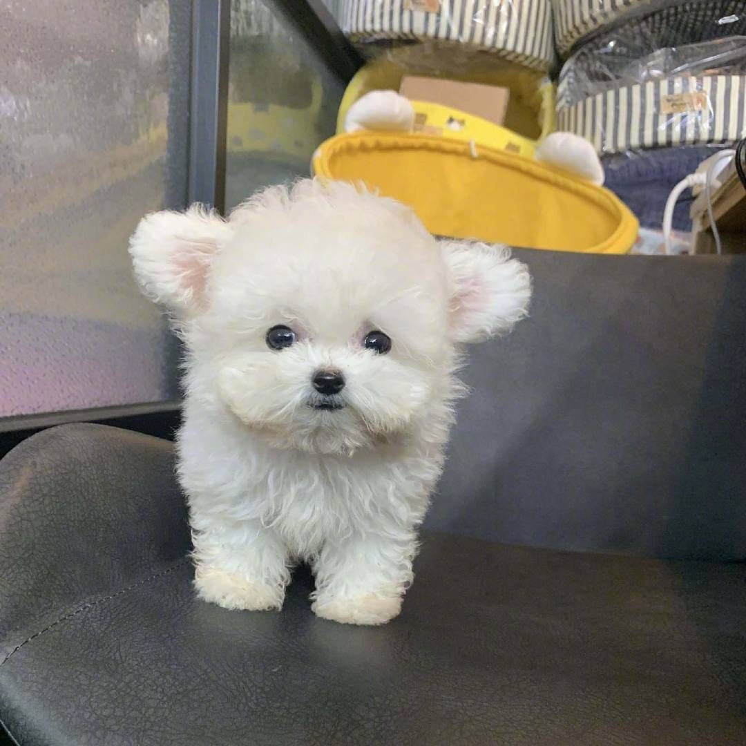 小奶狗是最可爱的