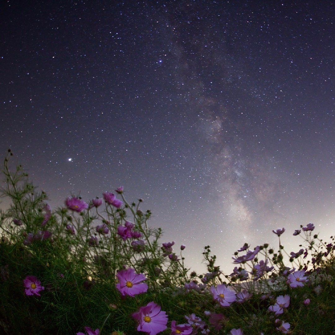 花&星空 | masahiro miyasaka__财经头条