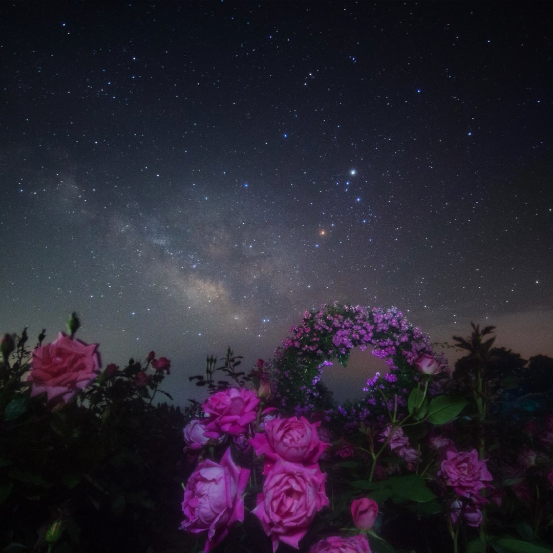 花&星空 | masahiro miyasaka__财经头条