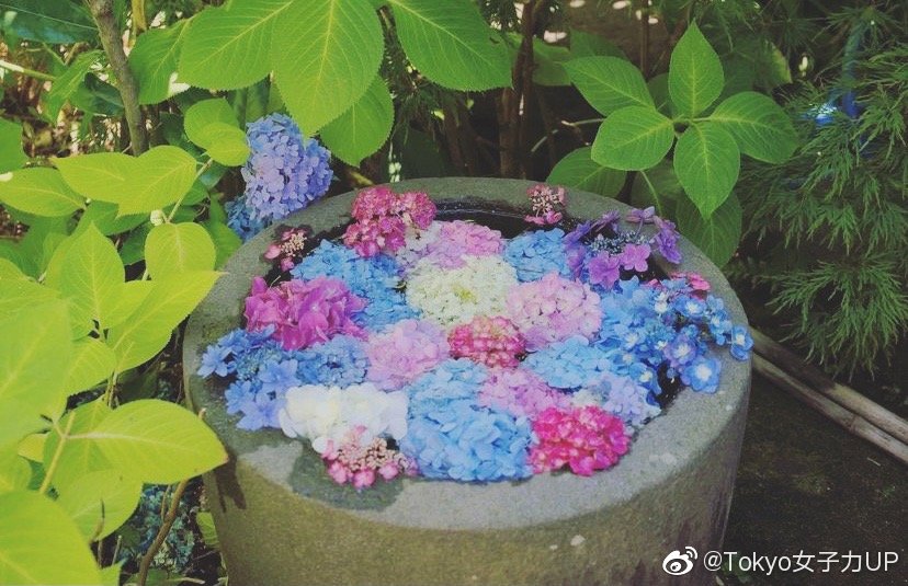 不是只有镰仓的紫阳花哦 秋田县云昌寺的紫阳花也是美美的 不是只有镰仓的紫阳花哦 秋田县云昌寺的紫阳花也是美美的