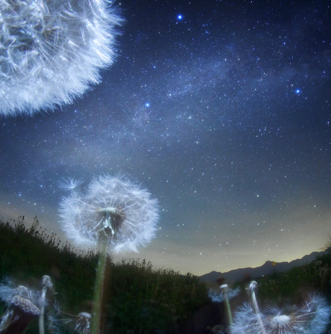 花&星空 | masahiro miyasaka__财经头条