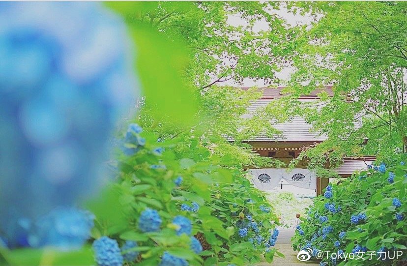 不是只有镰仓的紫阳花哦 秋田县云昌寺的紫阳花也是美美的 不是只有镰仓的紫阳花哦 秋田县云昌寺的紫阳花也是美美的