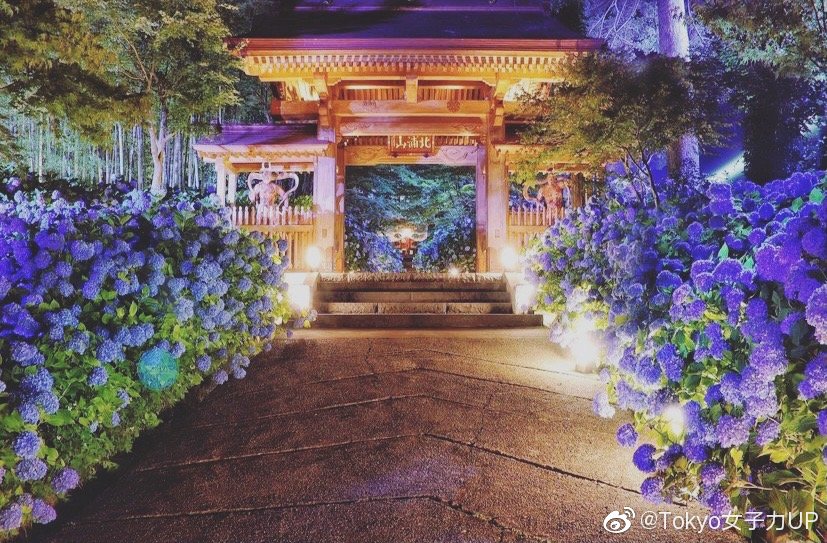 不是只有镰仓的紫阳花哦 秋田县云昌寺的紫阳花也是美美的 不是只有镰仓的紫阳花哦 秋田县云昌寺的紫阳花也是美美的