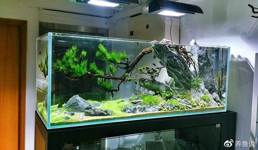 它们对整个鱼缸生态系统,帮助巨大