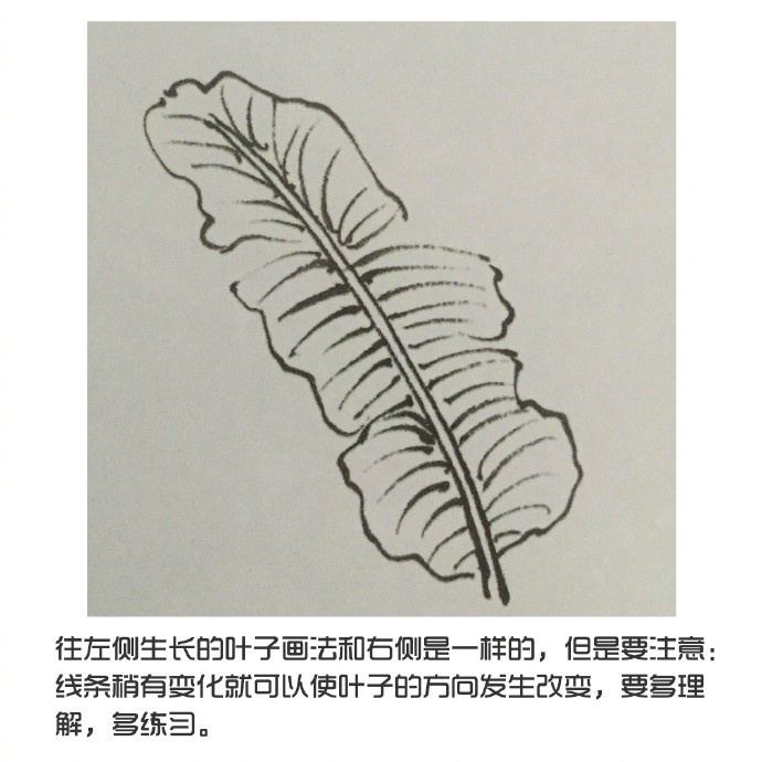 简单易学的 国画之 芭蕉叶的画法