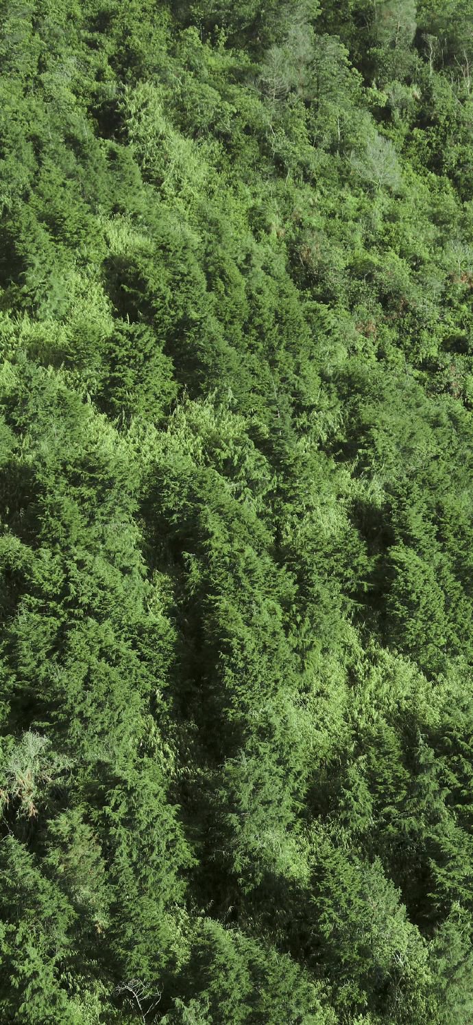 来丰富一下 绿色系锁屏壁纸