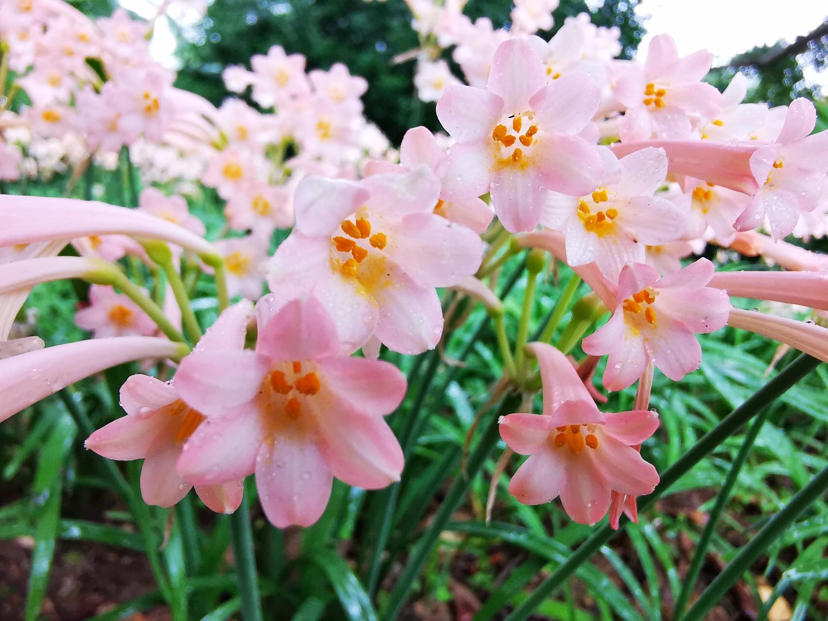 垂筒花花朵优美开花正当时养护过程注意这几个方面