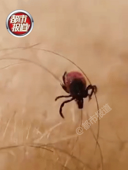 行走的硫酸！遇到这种虫子您可千万别用手拍…休闲区蓝鸢梦想 - Www.slyday.coM