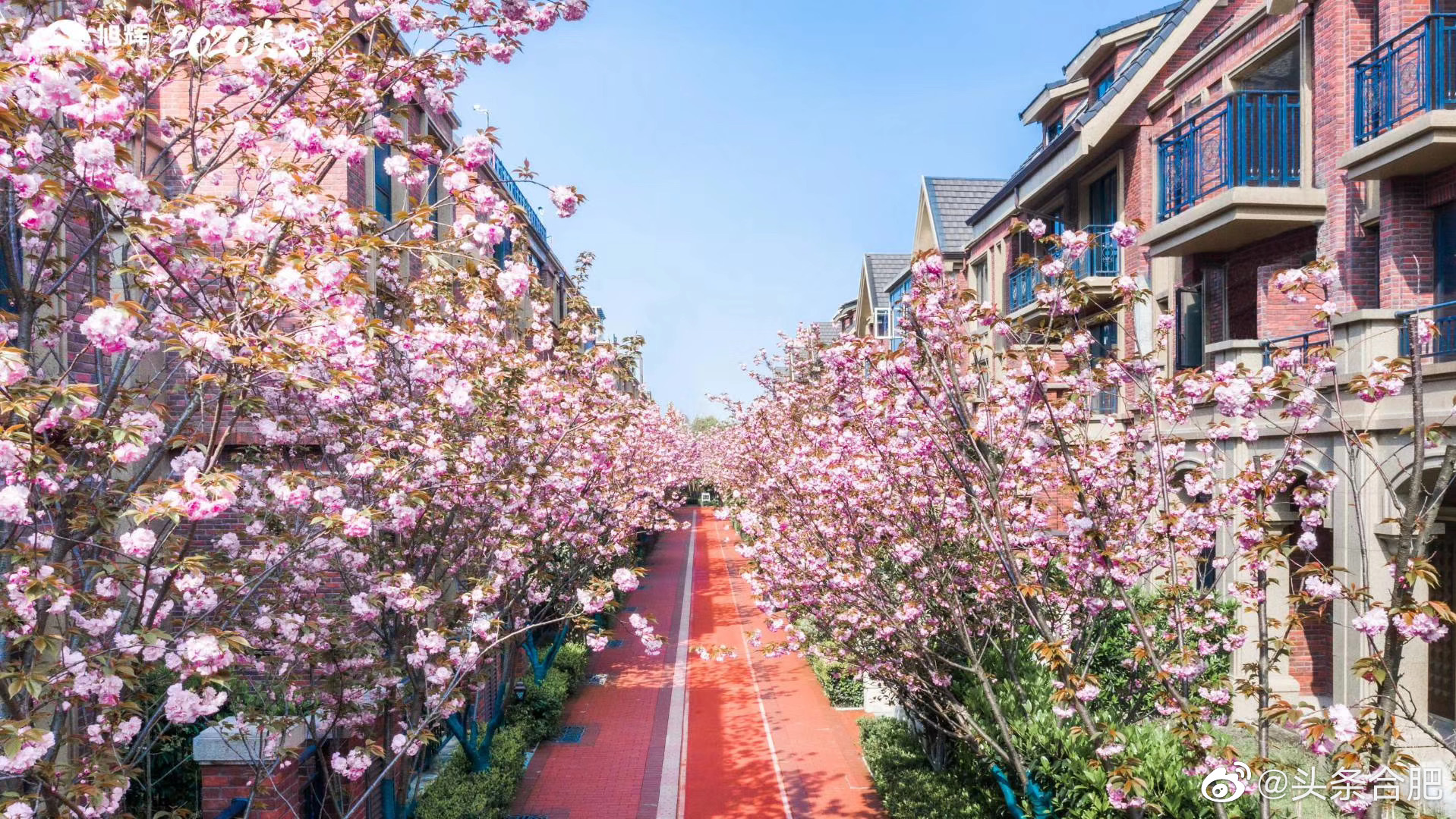 合肥醉美网红樱花小区樱花盛开美哭了